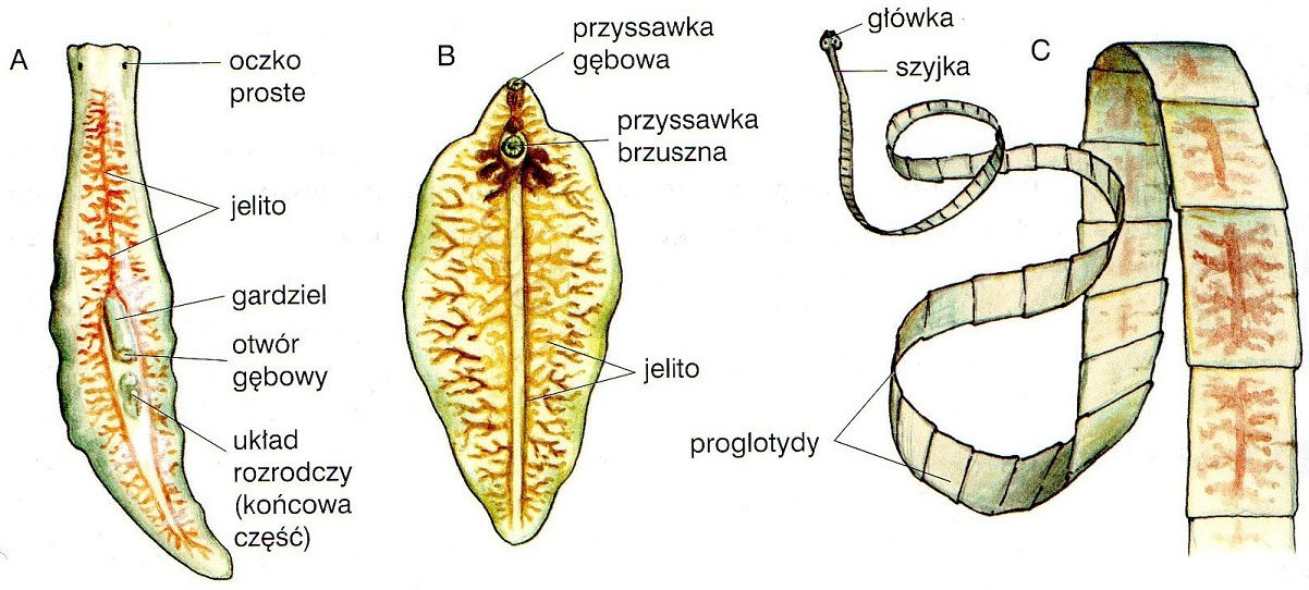 Opisz Budowę Zewnętrzną I Wewnętrzną Kości Biologia: PŁAŹIŃCE (budowa zewnętrzna i powłoka ciała)