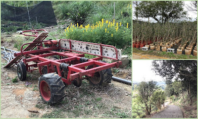 桃園龍潭景點[大北坑休閒農業區] 戀戀魯冰花˙吃喝玩樂盡在其中