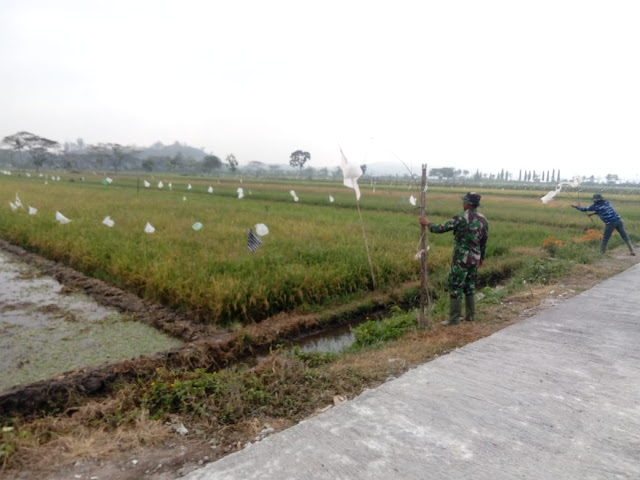 Tak Ingin Gagal Panen Satgas TMMD Usir Burung Disawah   