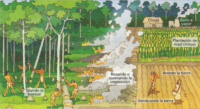 Agricultura Maya