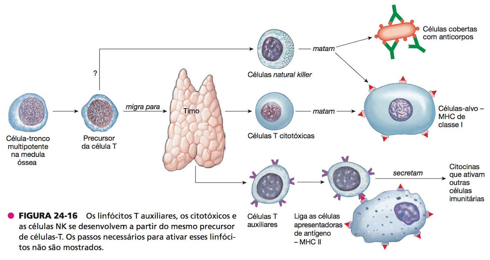 Como subir los linfocitos