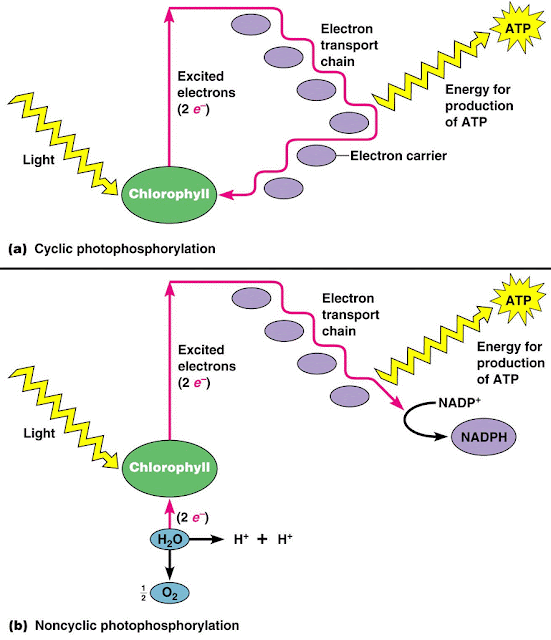 # 102 The light-dependent reactions, Photophosphorilation | Biology