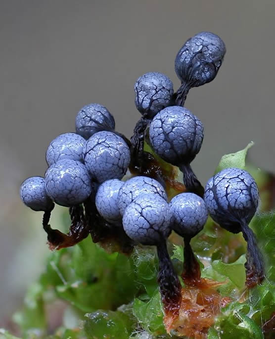 Plant Life Cellular Slime Molds