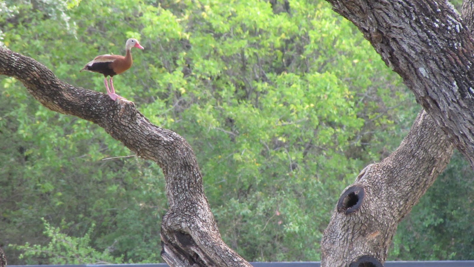 Herban Bliss Twelve Oaks Bed and Breakfast Bulverde, Texas