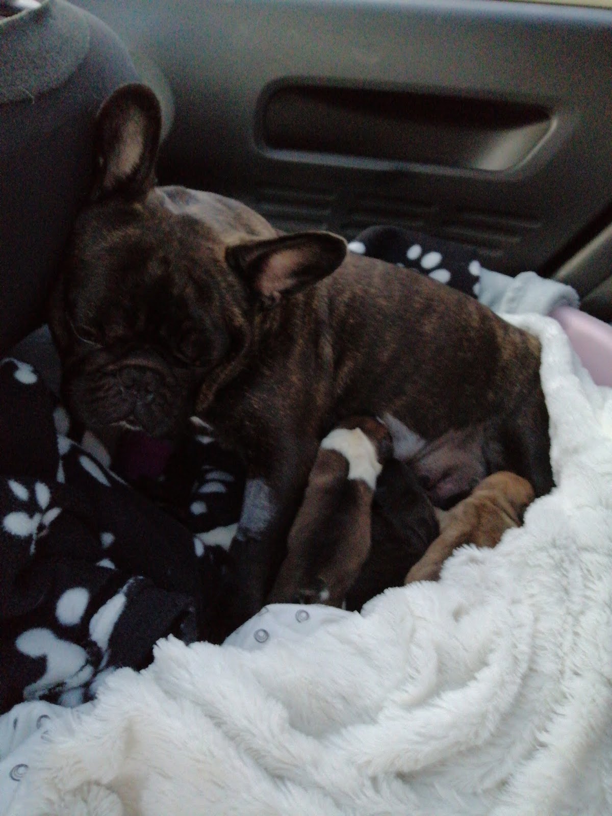 rencontre bouledogue francais lille