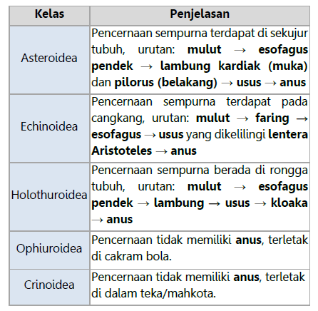 Sistem Pencernaan Echinodermata