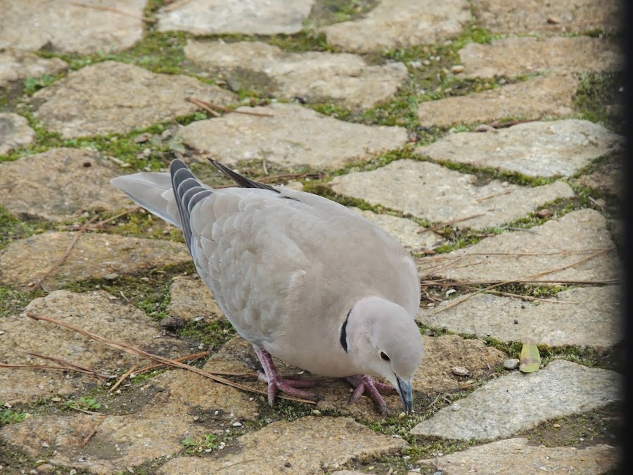 STREPTOPELIA DECAOCTO
