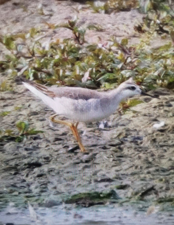 WILSON'S PHALAROPE-BURTON RSPB-21ST SEPTEMBER 2021