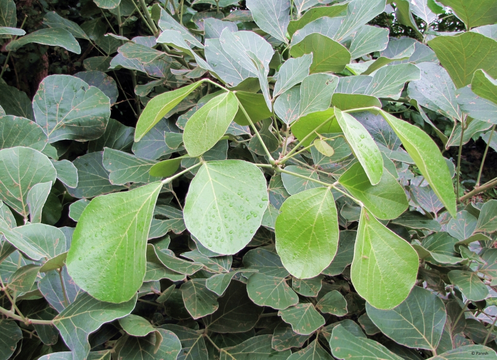 Buy Shop 360 Garden Delonix Regia Gulmohar Flamboyant Flame Of