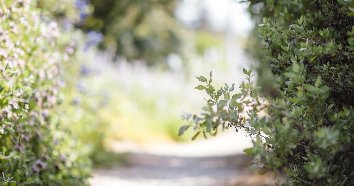 Reading Notes Week 9, Part B (Why the Possum Plays Dead)