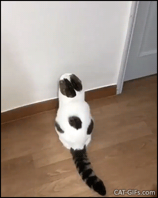 Funny Kitten GIF • When a brave and crazy Kitten repetitively attacks Big Bro. "Gonna kill you!" Funny Kitten GIF • When a brave and crazy Kitten repetitively attacks Big Bro. "Gonna kill you!"