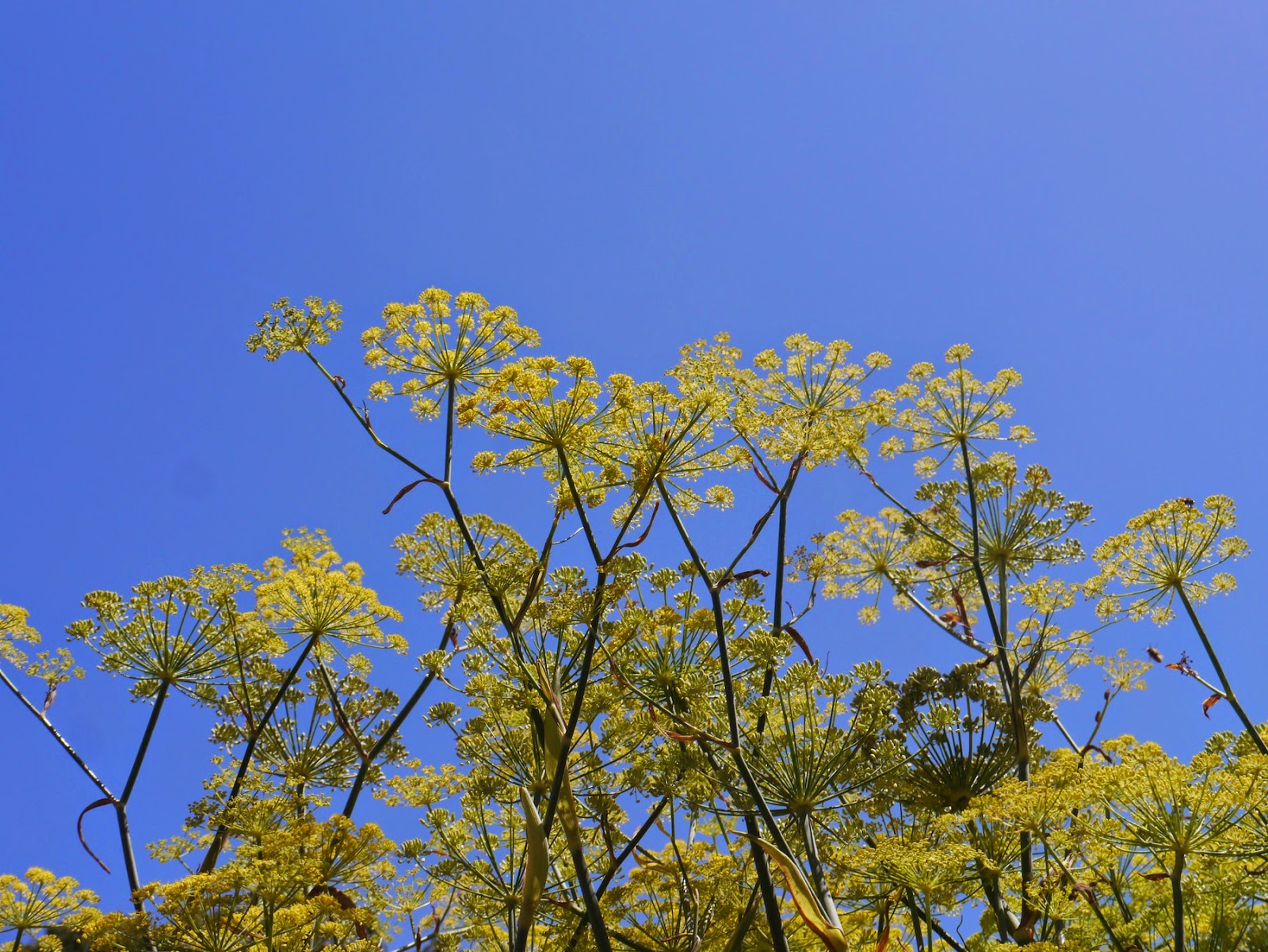 The Gleewoman's Notes: Walk With Me Past the Fennel Tree