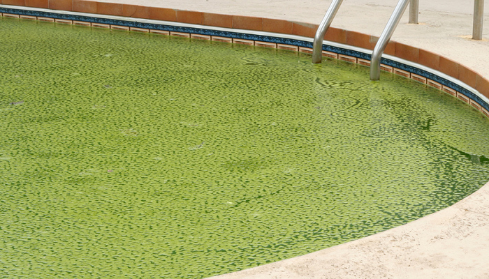 koi-pond-algaecide-4