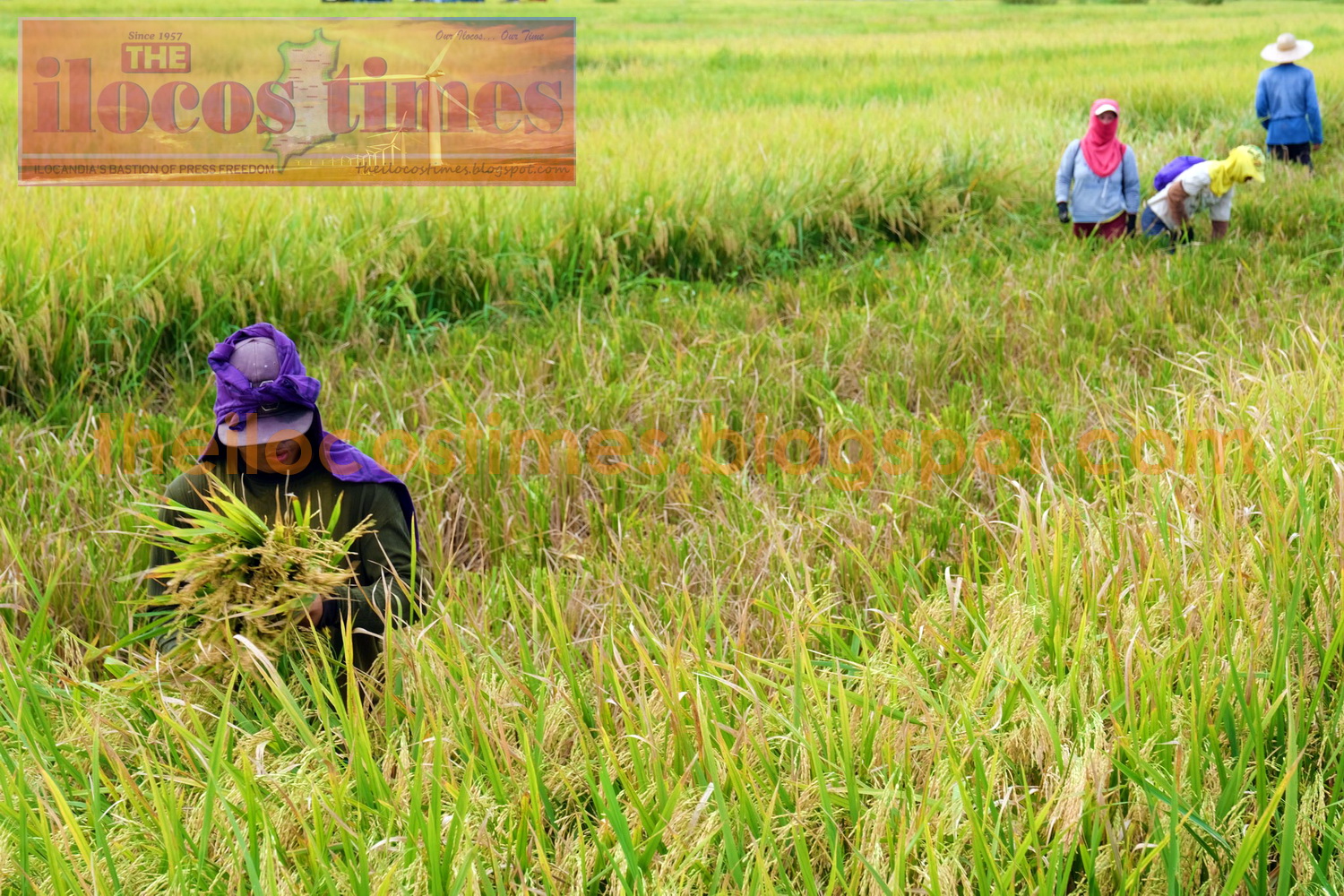 Organic farming works wonders in Ilocos Norte