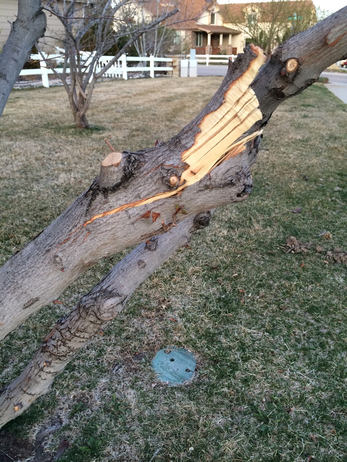 CO-Horts: Spring Storms Damage Trees