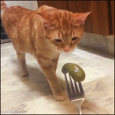 Funny%2BCat%2BGIF%2B%25E2%2580%25A2%2BWhen%2Byour%2Bginger%2Bcat%2Bfuckng%2Bhates%2Byour%2Bpickles.%2BVinegar%2Bis%2Bnot%2Bgood%2Bfor%2Bkitties.gif