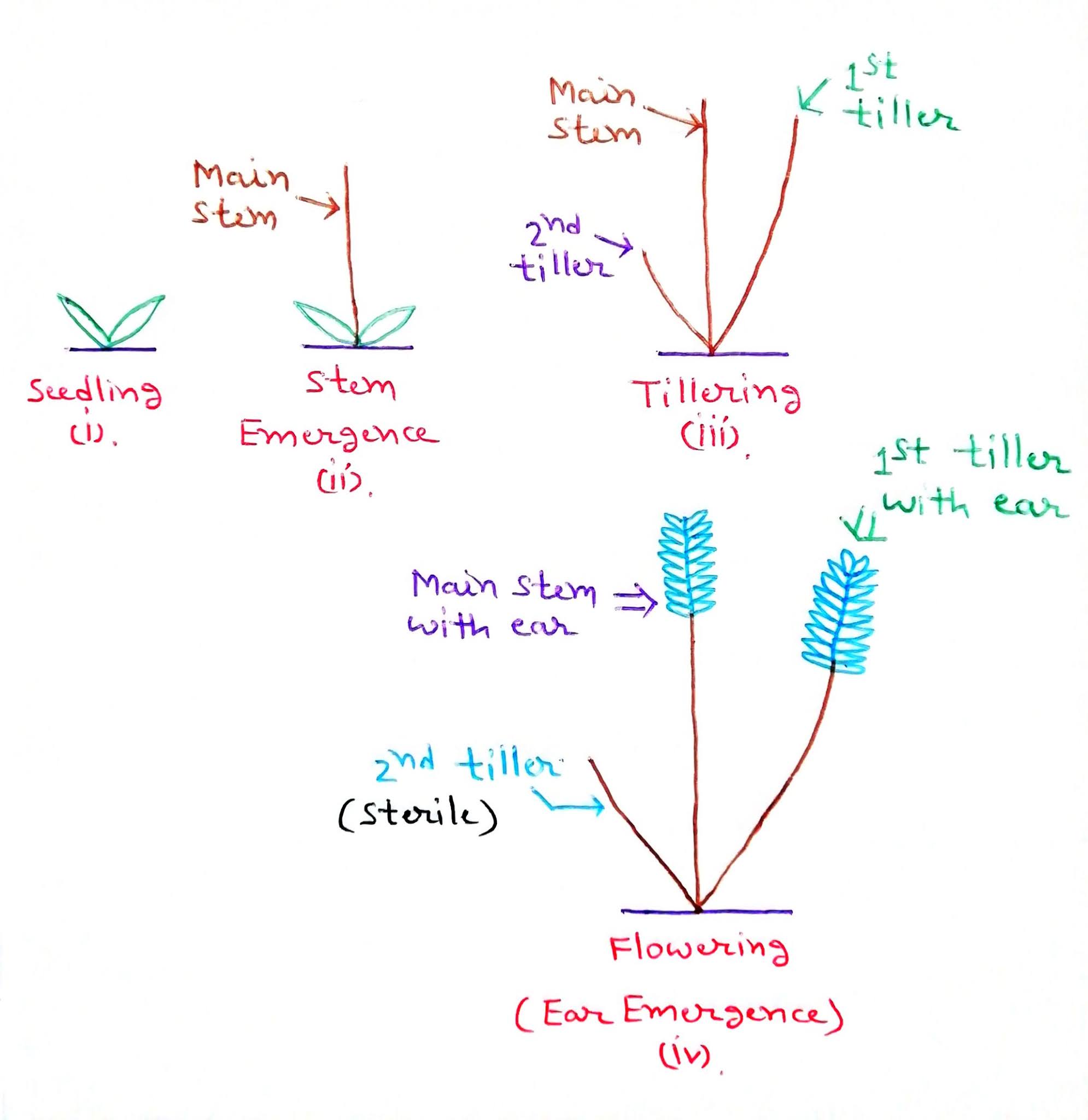 Barley Crop Improvement