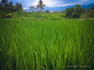 Beautiful Green Leaves Of Agricultural Paddy Plants In The Sunny Cloudy Day At Ringdikit Village North Bali Indonesia