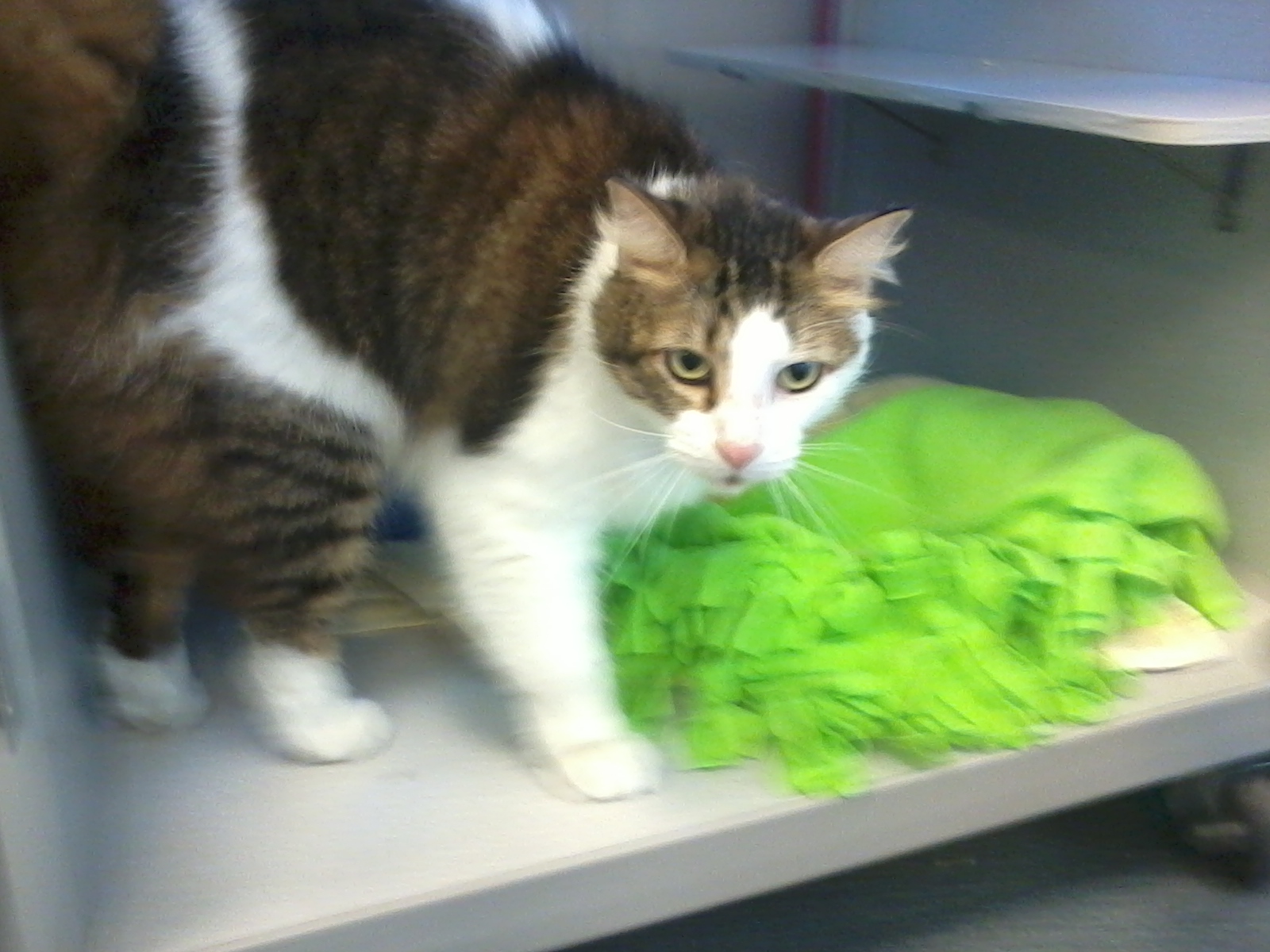 This Houston thrift store benefits animals