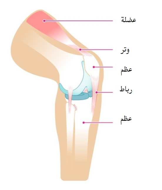 الاوتار جزء من الجهاز