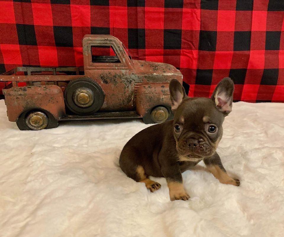 Why you ought to get a dog from a French bulldog rescue in ma? Why you ought to get a dog from a French bulldog rescue in ma?