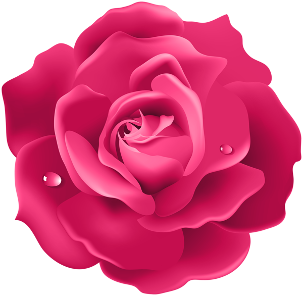 Muy Fácil PNG: En HD Las rosas más perfectas del mundo