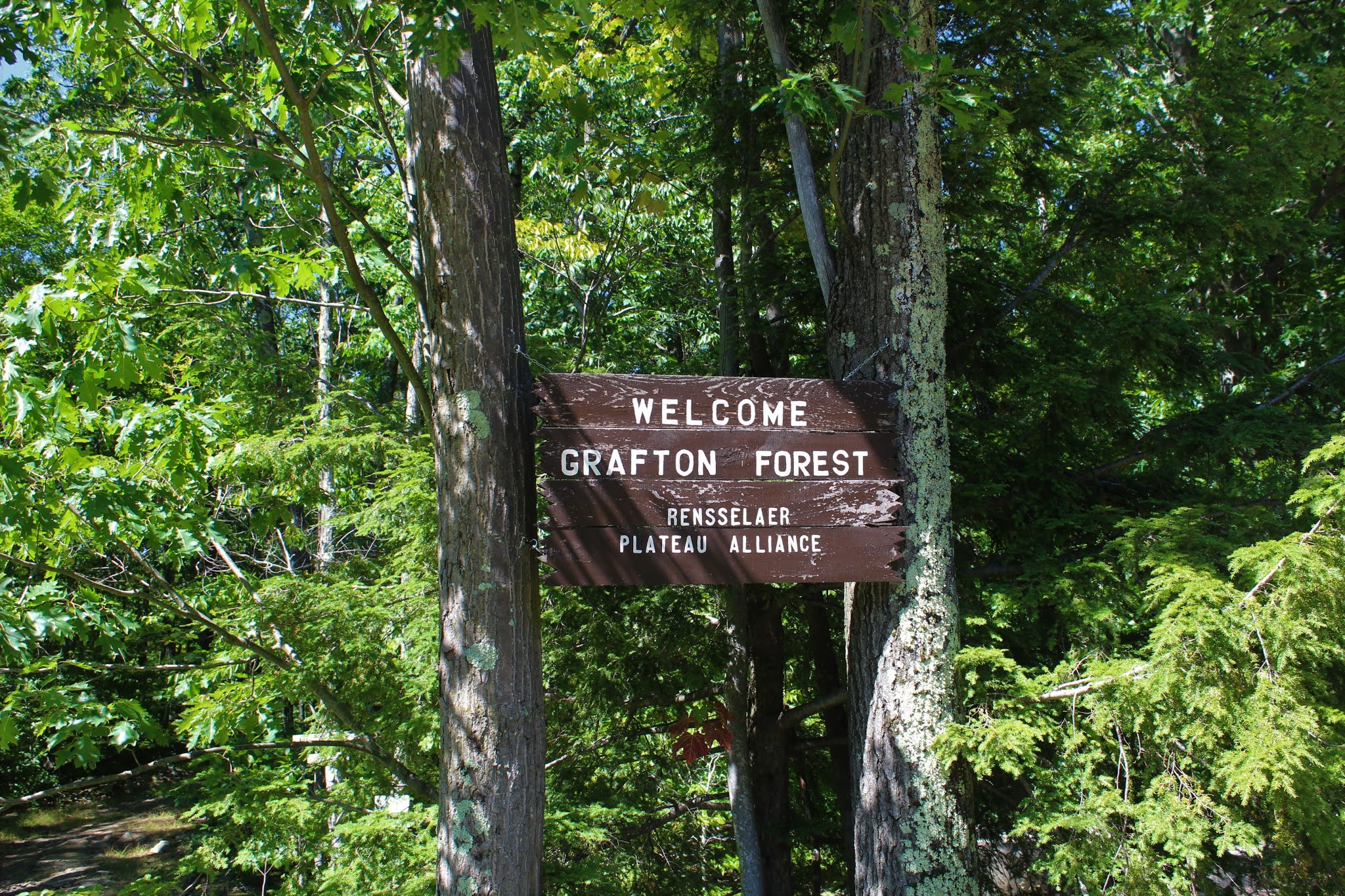 Walking Man 24 7 Grafton Forest(GraftonRensselaer County, NY)