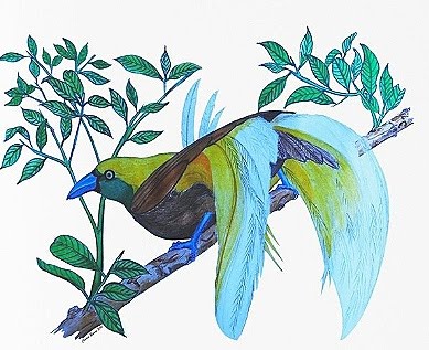 paradise bird art drawing of cendrawasih kuning kecil