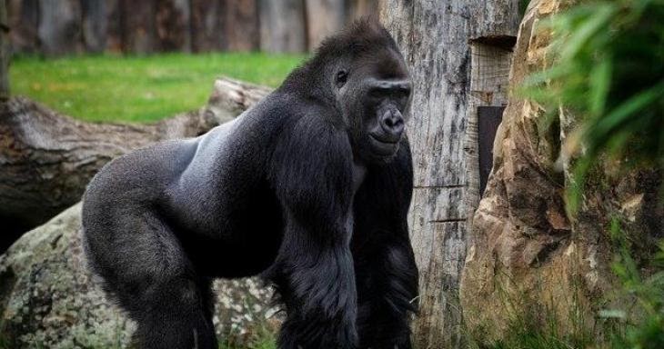 Seberapa Tinggikah Seekor Gorila? | Belajar Sampai Mati