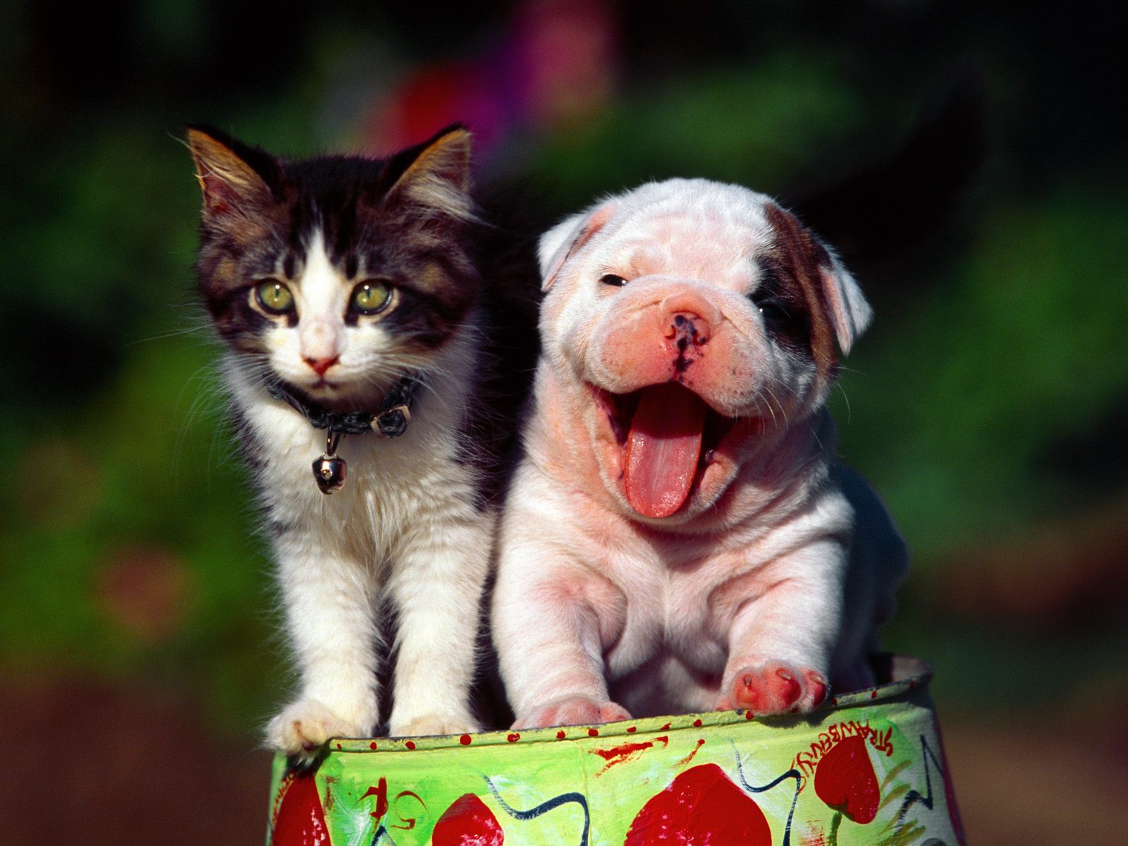 Cats and Dogs | Fun Animals Wiki, Videos, Pictures, Stories