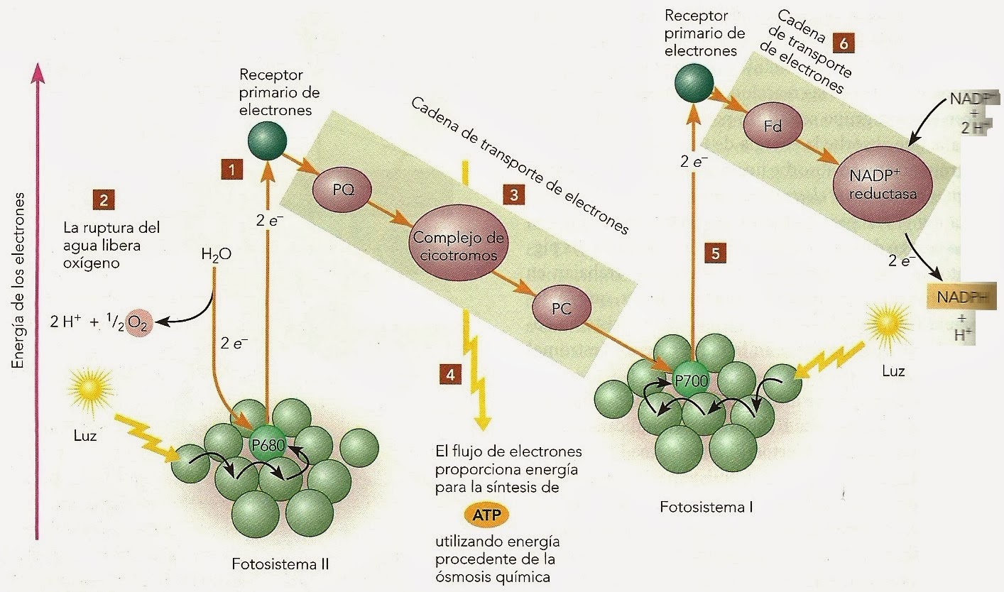 Fotosistemas y reacciones luminosas de la fotosíntesis Apuntes de Fisiología Vegetal Fotosistemas y reacciones luminosas de la fotosíntesis Apuntes de Fisiología Vegetal