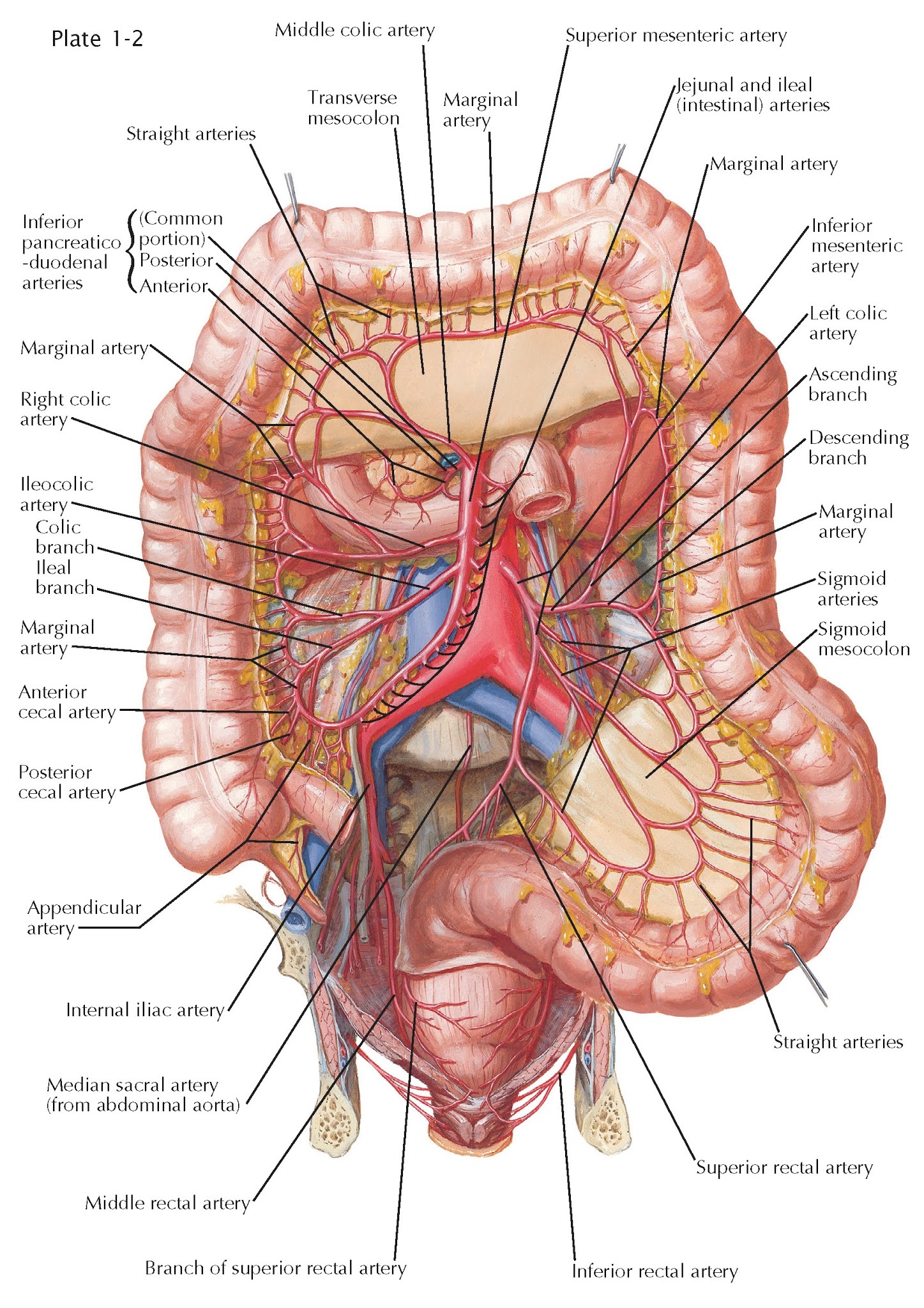 Internal open. Неттер анатомия. Анатомия брюшной полости Толстого кишечника человека. Брюшная полость анатомия атлас Синельникова. Толстый кишечник Неттер.