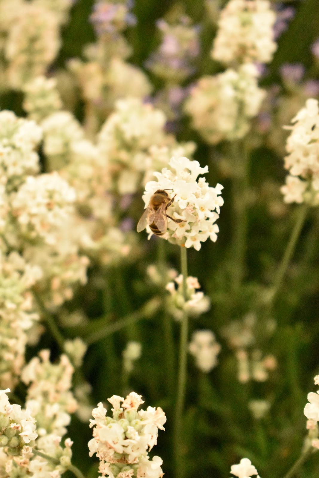 Bell Heather Beautiful Flowers 31 Steemit