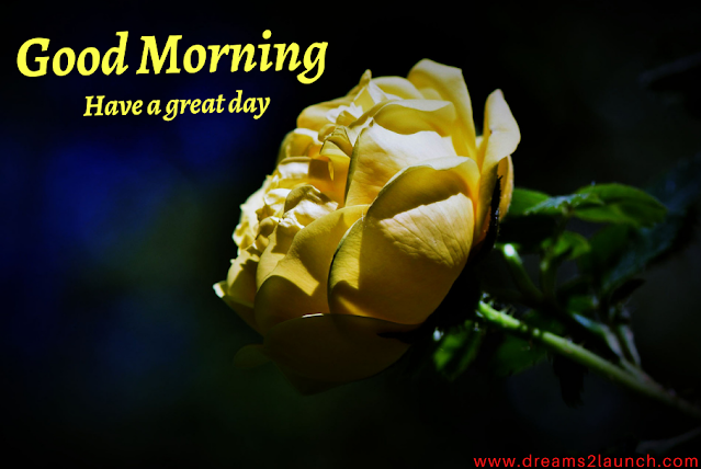 good morning yellow rose