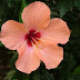 गुड़हल के फूल की जानकारी और औषधीय गुण | Hibiscus flower information in hindi