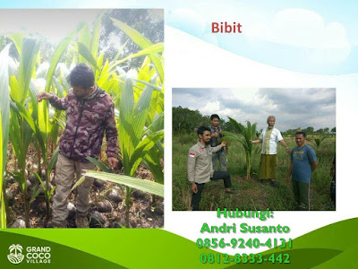 Kavling Kelapa Kebun di Kalimantan - Investasi Kavling Produktif Grand Coco Village Kavling Kelapa Kebun di Kalimantan - Investasi Kavling Produktif Grand Coco Village