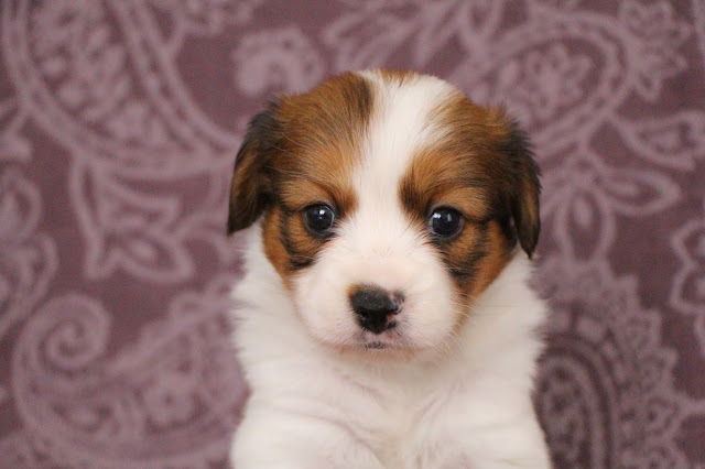 Yusha S Blog ピクシーっ子1か月