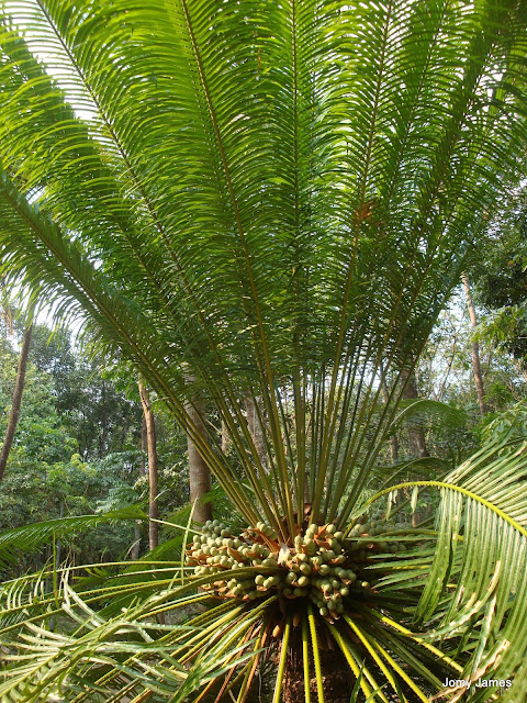 Eenthu, Cycads