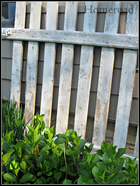 Picket fence gate with green plants