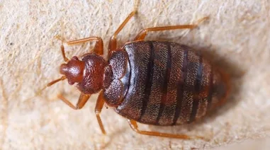 Bed Bug Control Services