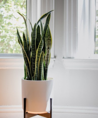 How to grow snake plant