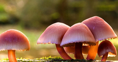 19 Arti Mimpi Mengenai Jamur Menurut Islam Primbon Jawa Dan Erek Erek 2D 3D  4D - Islam Primbon Erek Erek