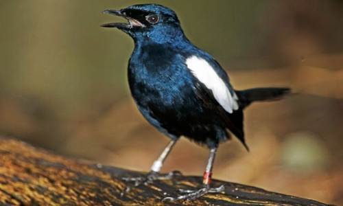 Tips Cara Meningkatkan Birahi Pada Burung Kacer