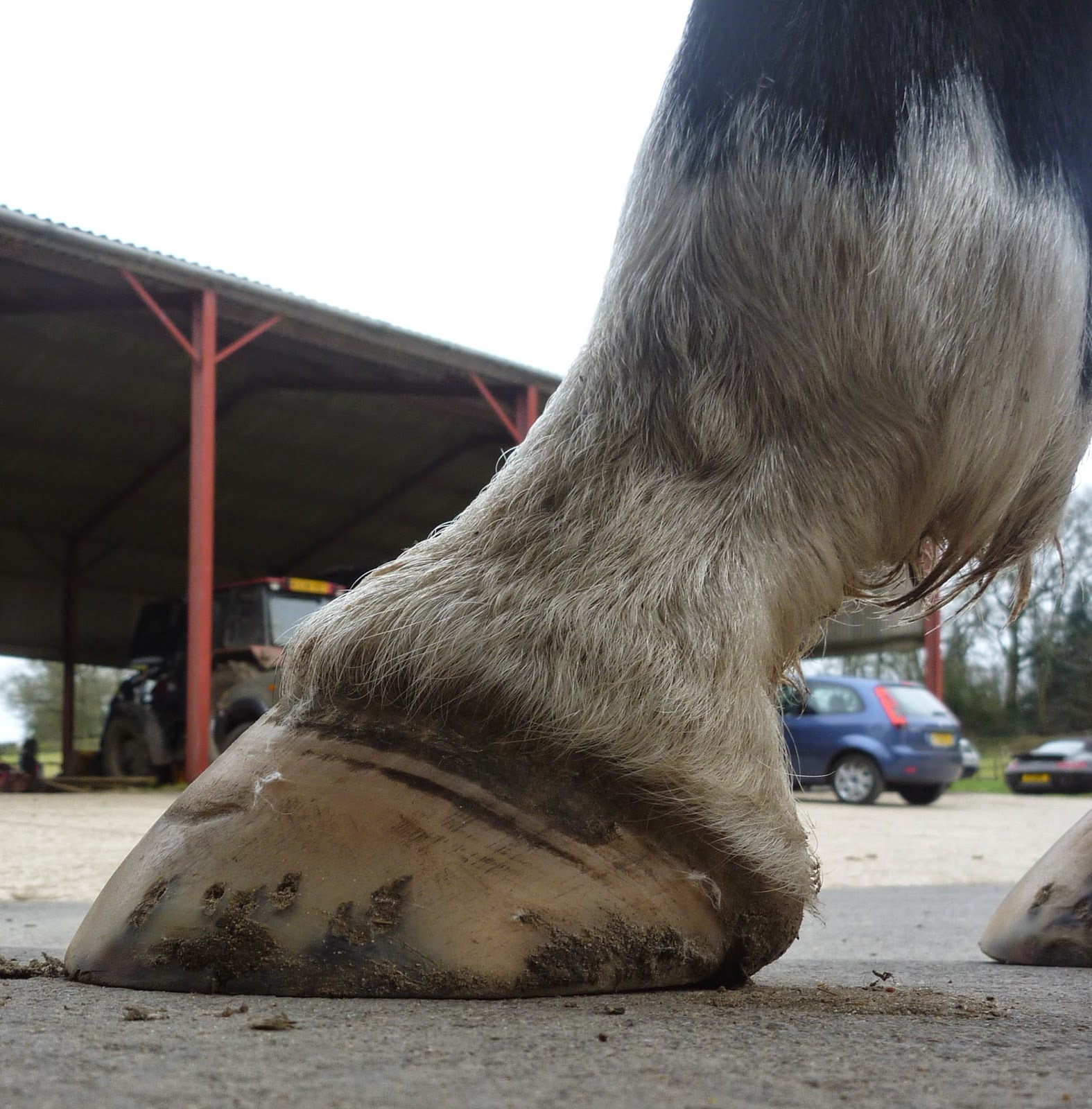 Barefoot Horse Blog Long toes a change in perspective