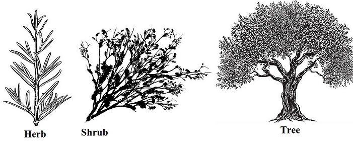 Plant-Morphology-in-hindi