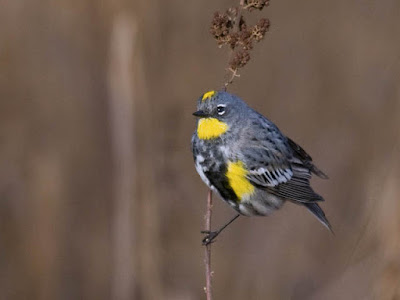 Photo of Yellow-rumped Warbler