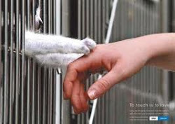 Seja solidário: ajude um animal de rua! ADOTE um FOCINHO CARENTE!!