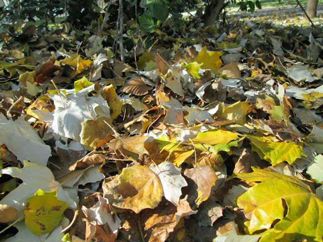 Jardín Viejo Cauce Río Turia, diciembre 2013 - Paseos Fotográficos TK