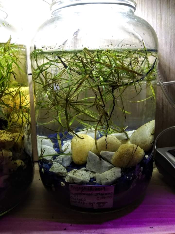 1 Gallon "Pond in a Jar" Aquariums