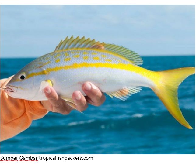 Fantastic Sea Nama Nama Ikan Laut Terlengkap Beserta Gambarnya Fantastic Sea Nama Nama Ikan Laut Terlengkap Beserta Gambarnya
